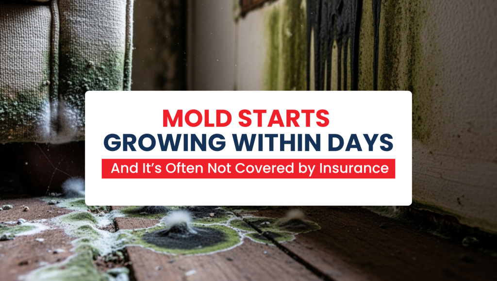 Black and green mold growing on wood and drywall, showing a health hazard that occurs when you ignore a roof leak in New Jersey.