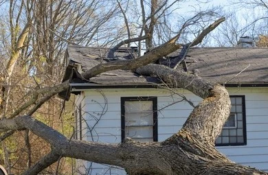 Fallen tree branch causing severe roof and shingle storm damage on a residential home in coastal New Jersey.